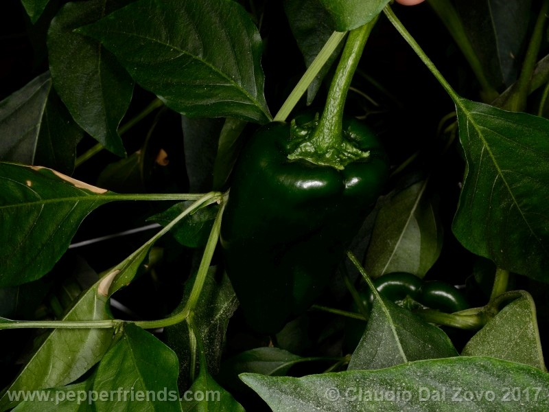 ancho-poblano_001_frutto_02.jpg