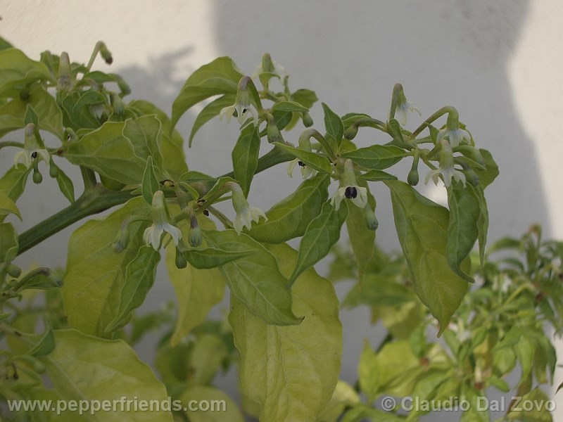 aribibi-gusano_001_fiore_03.jpg