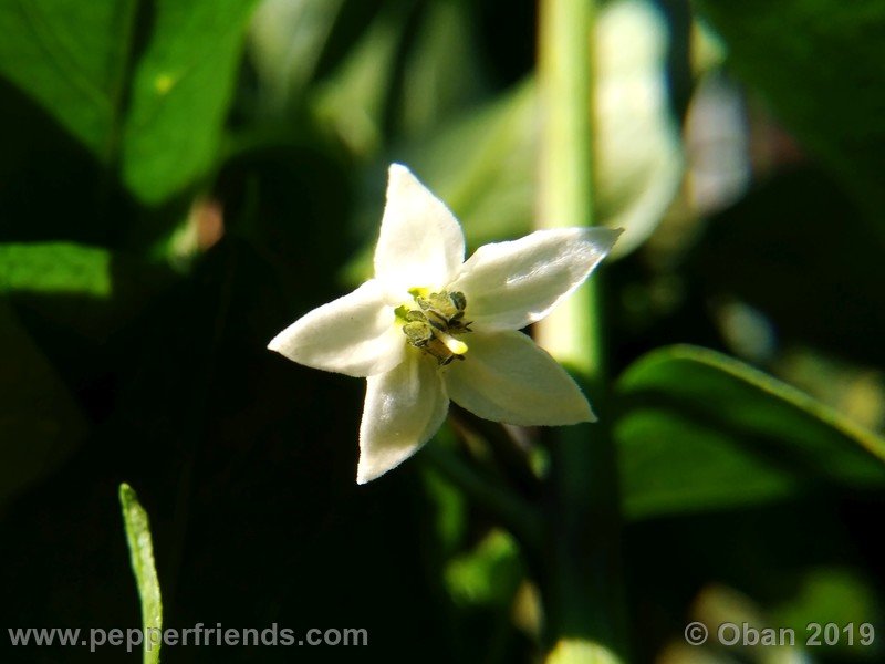 assam_001_fiore_01.jpg