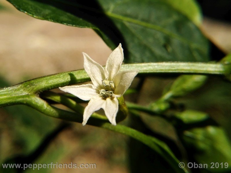 assam_001_fiore_03.jpg