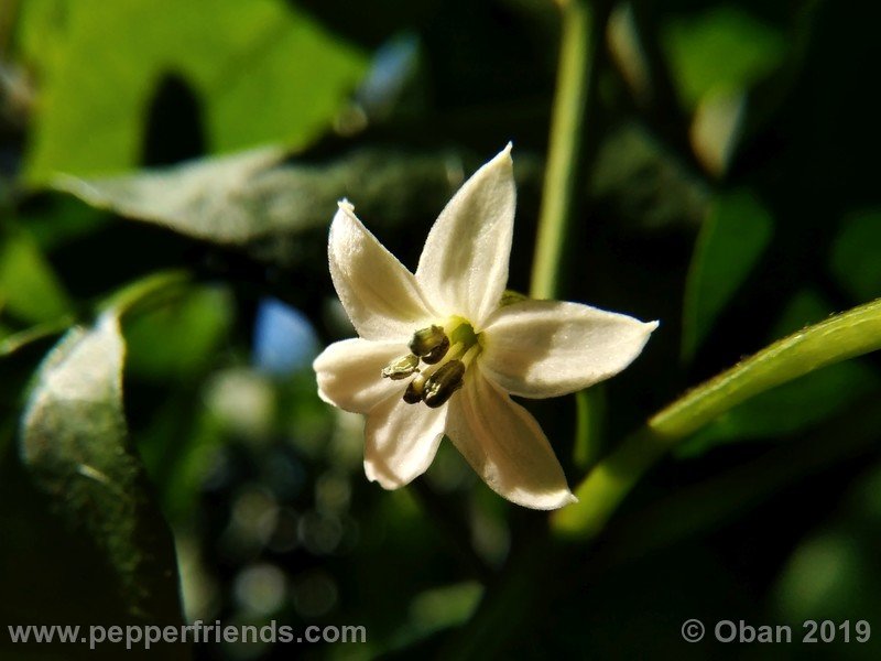 assam_001_fiore_05.jpg
