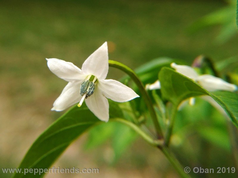 assam_001_fiore_07.jpg