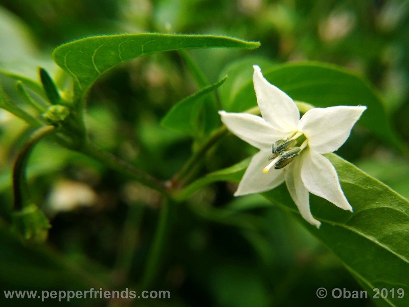 assam_001_fiore_08.jpg