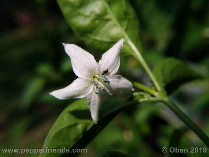 assam_001_fiore_10.jpg