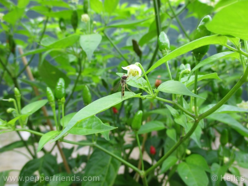 baccatum-var-baccatum_002_fiore_02.jpg