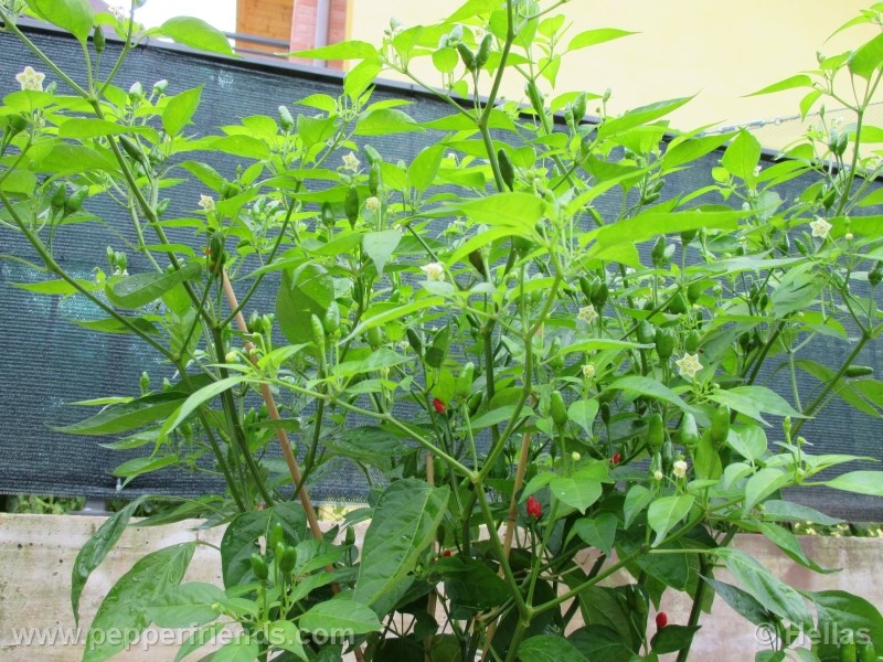 baccatum-var-baccatum_002_frutto_02.jpg