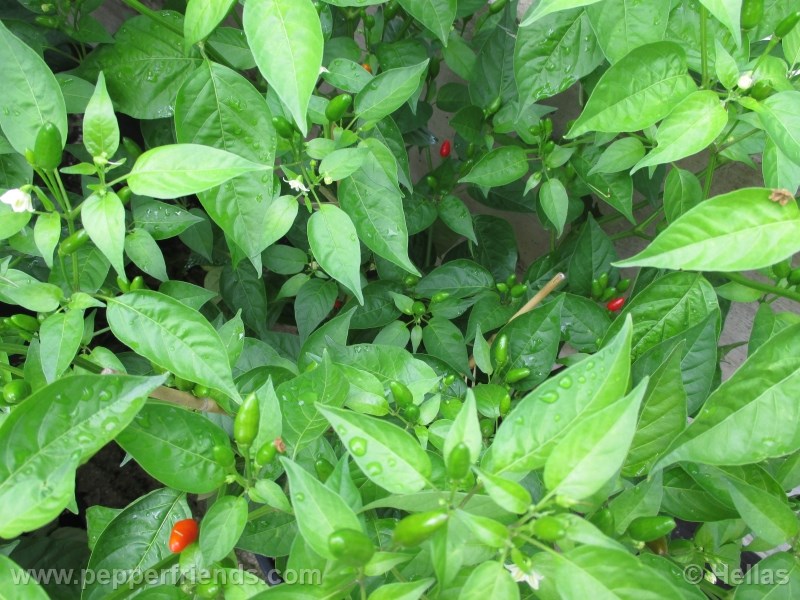 https://www.pepperfriends.org/uploads/bacclaudio/002/baccatum-var-baccatum_002_pianta_01.jpg
