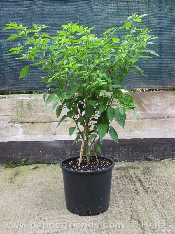 baccatum-var-baccatum_002_pianta_02.jpg