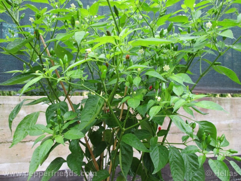 baccatum-var-baccatum_002_pianta_04.jpg