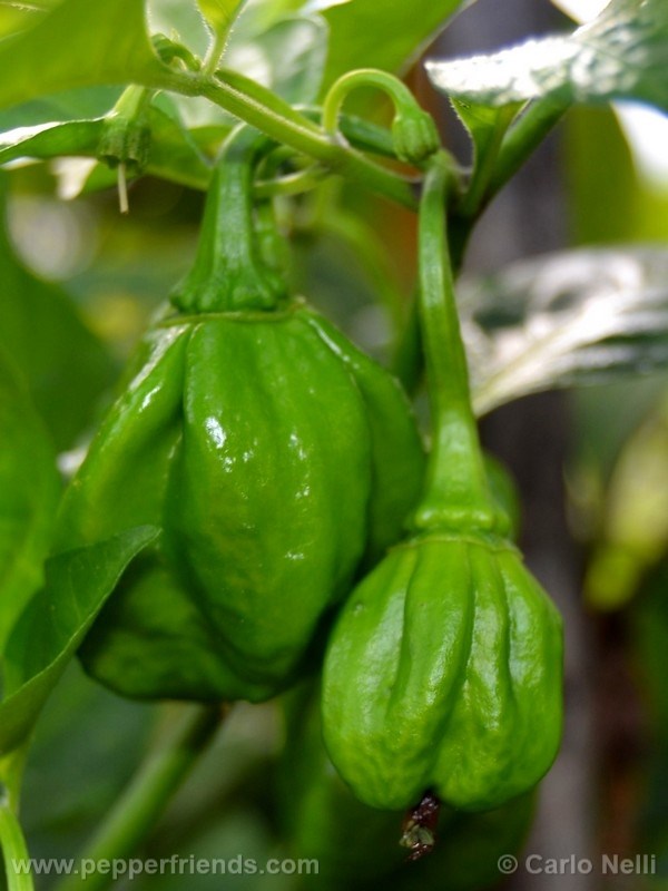 bahamian-goats-pepper_001_frutto_01.jpg