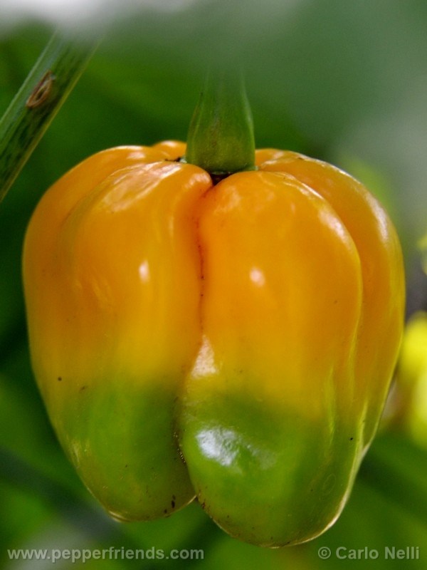 bahamian-goats-pepper_001_frutto_02.jpg