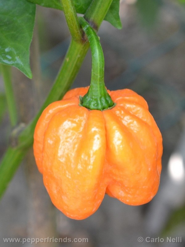 bahamian-goats-pepper_001_frutto_03.jpg