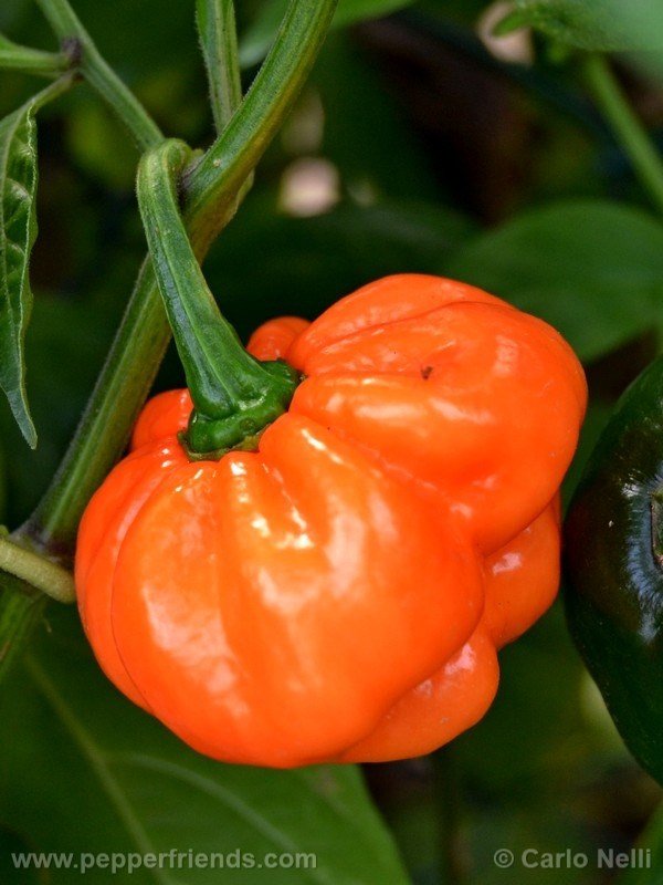 bahamian-goats-pepper_001_frutto_05.jpg