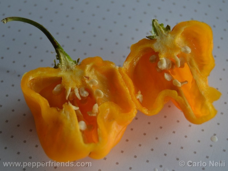 bahamian-goats-pepper_001_frutto_06.jpg