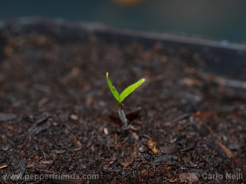 bahamian-goats-pepper_001_pianta_01.jpg
