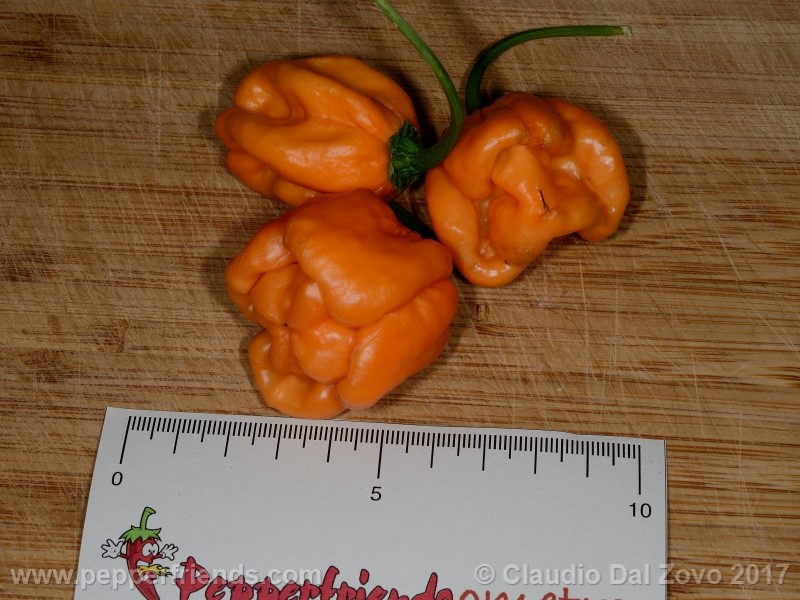 https://www.pepperfriends.org/uploads/bahamian-goats-pepper/002/bahamian-goats-pepper_002_frutto_01.jpg