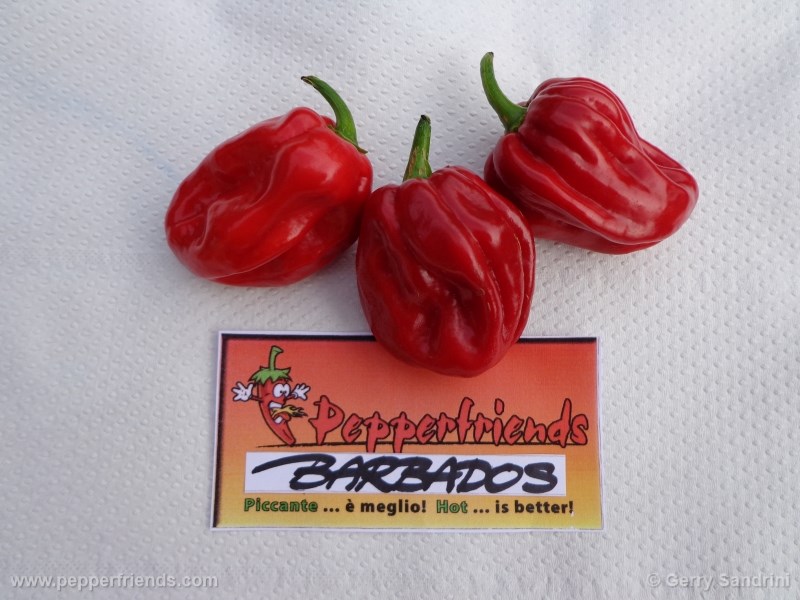 https://www.pepperfriends.org/uploads/barbados/001/barbados_001_frutto_02.jpg