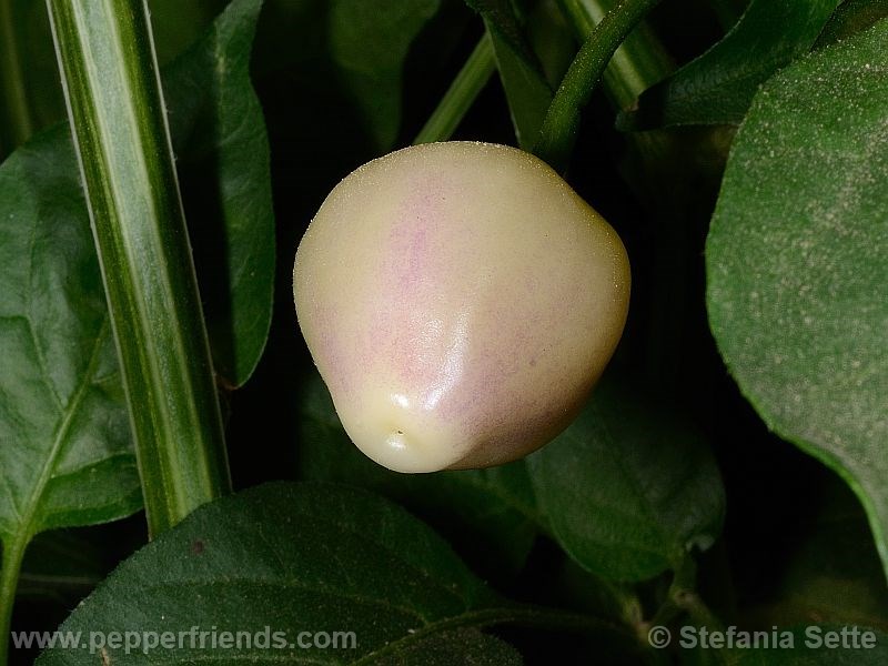 pimenta-barra-do-ribeiro_001_frutto_02.jpg