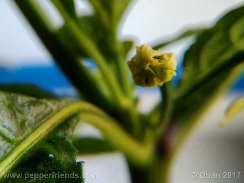 bengle-naga_001_fiore_04.jpg