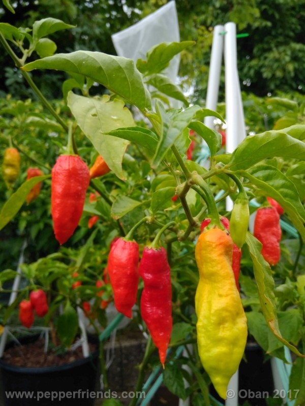 bengle-naga_001_frutto_22.jpg