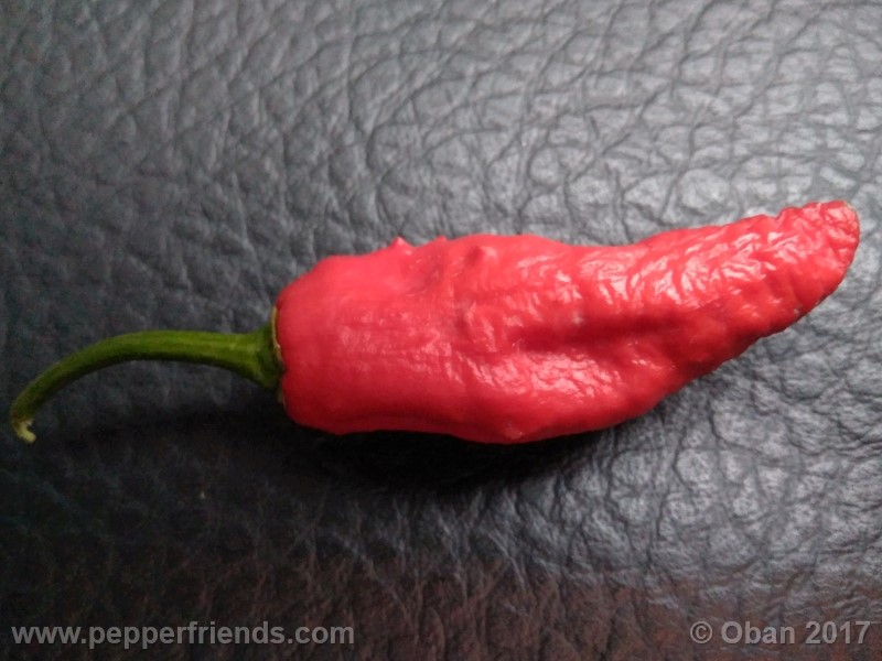 bengle-naga_001_frutto_23.jpg