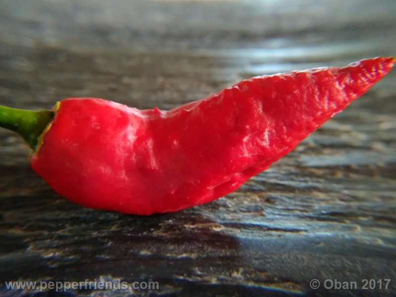 bengle-naga_001_frutto_24.jpg