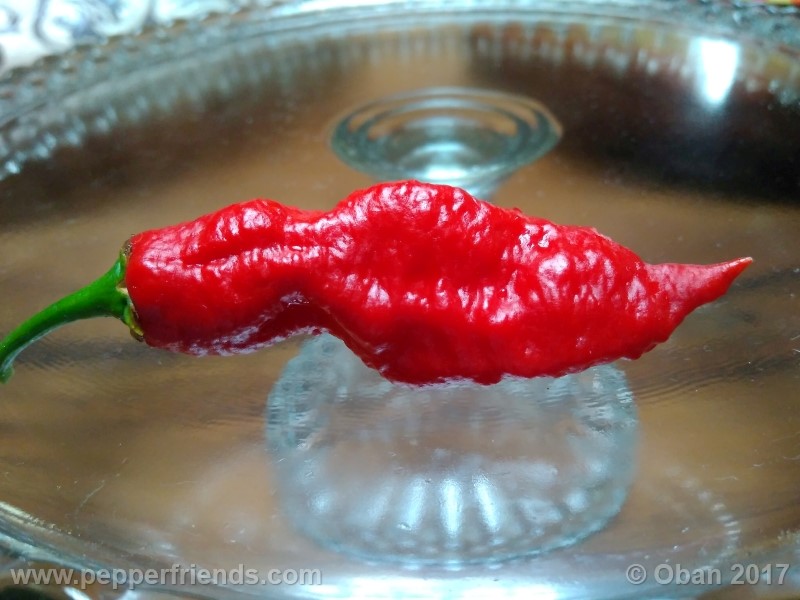 bengle-naga_001_frutto_26.jpg