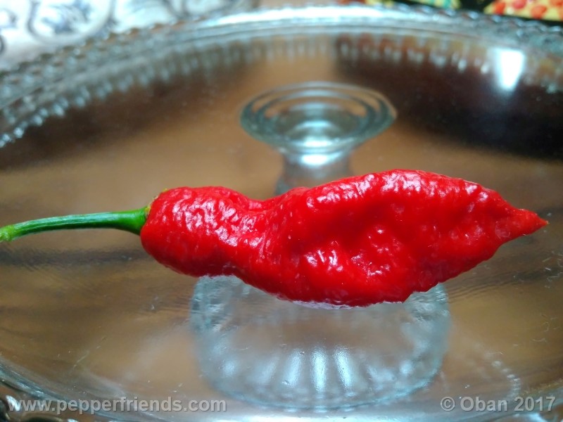 bengle-naga_001_frutto_27.jpg