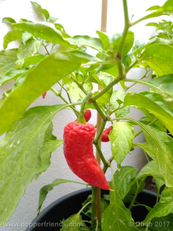 bengle-naga_001_frutto_28.jpg