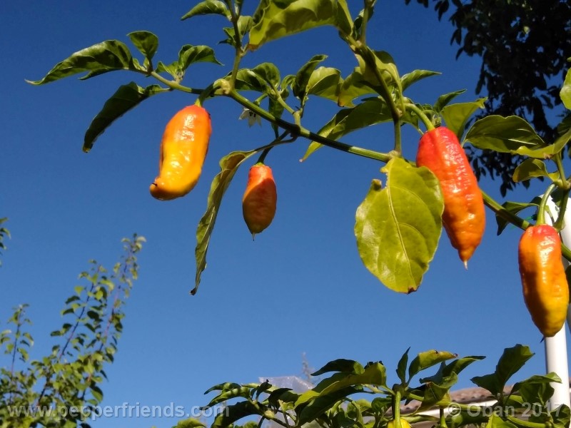 bengle-naga_001_frutto_30.jpg