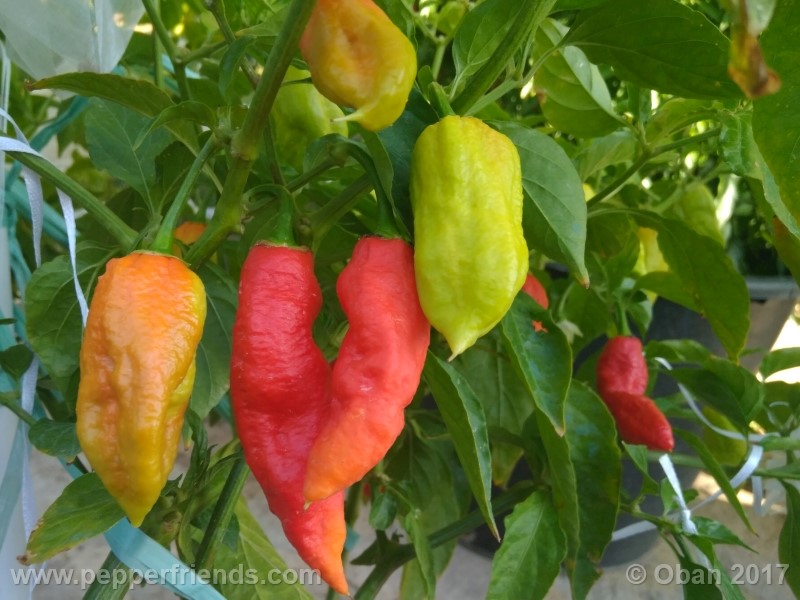 bengle-naga_001_frutto_31.jpg