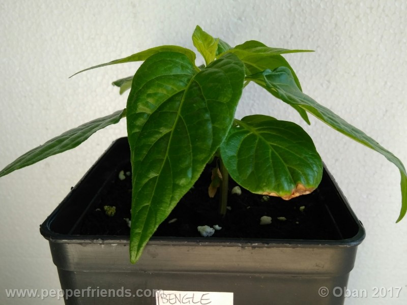 bengle-naga_001_pianta_08.jpg