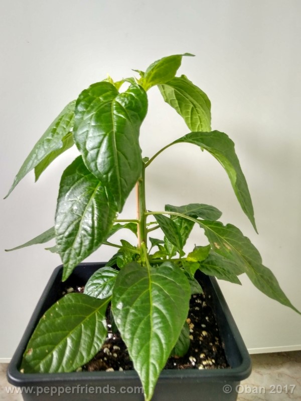 bengle-naga_001_pianta_10.jpg