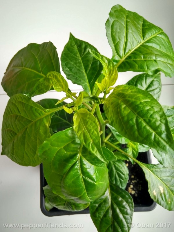 bengle-naga_001_pianta_11.jpg