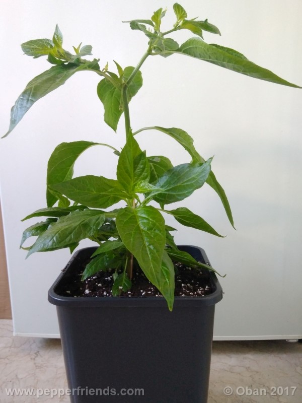 bengle-naga_001_pianta_12.jpg