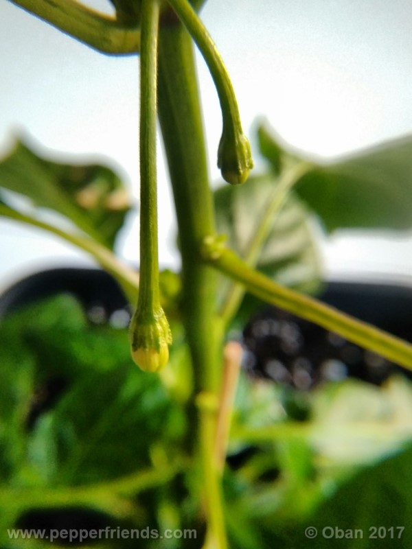 bengle-naga_001_pianta_14.jpg
