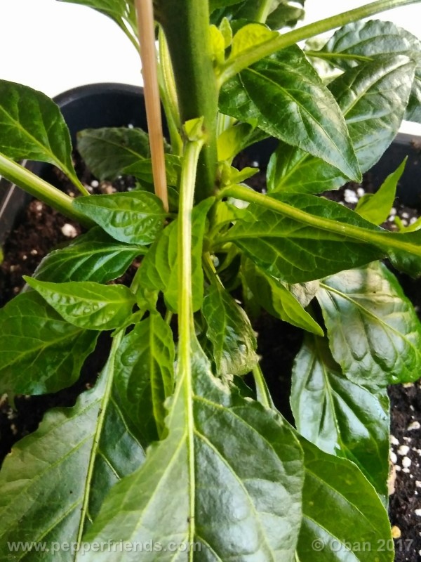 bengle-naga_001_pianta_15.jpg