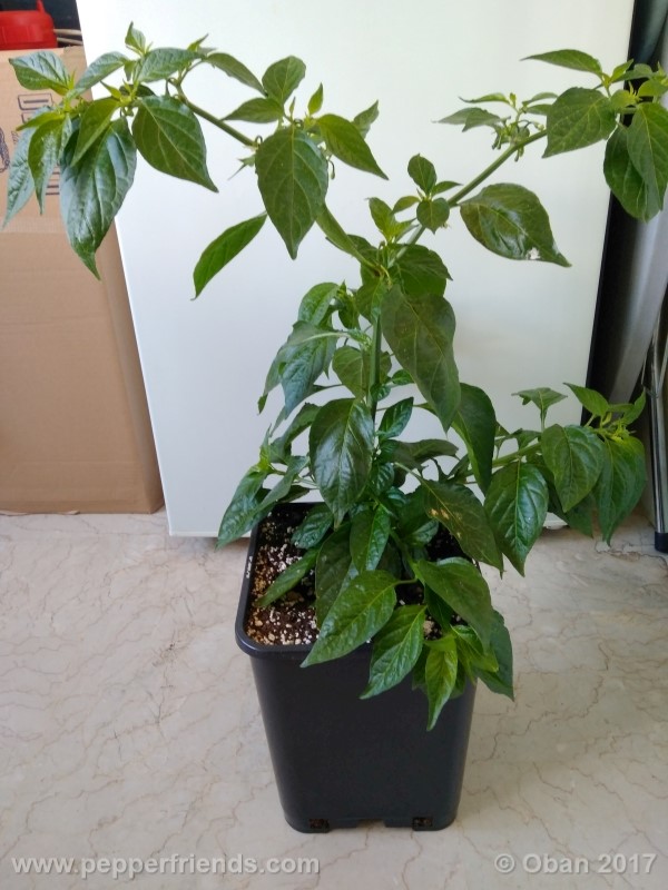 bengle-naga_001_pianta_16.jpg