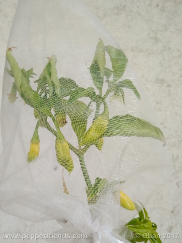 bengle-naga_001_pianta_17.jpg