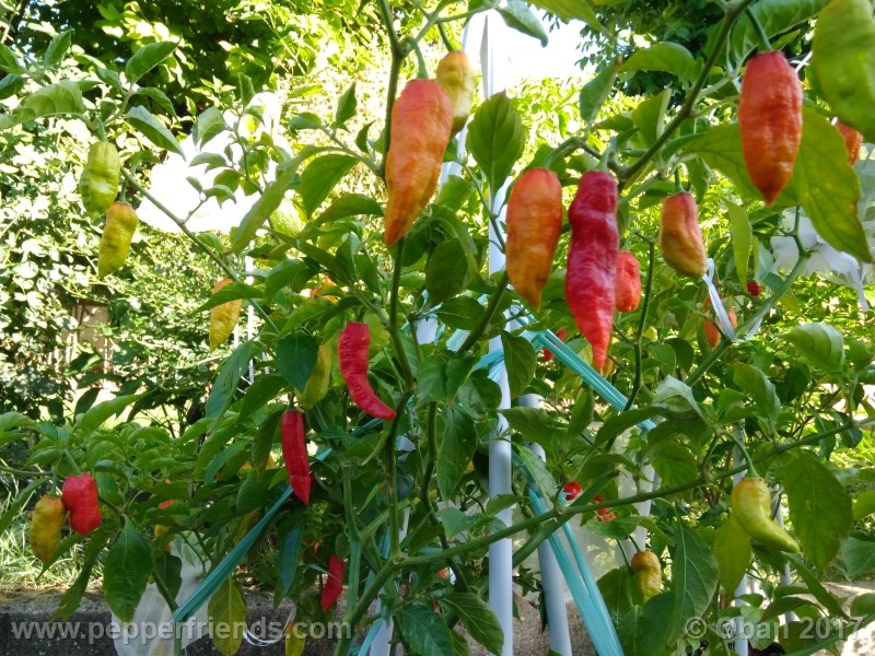 bengle-naga_001_pianta_20.jpg