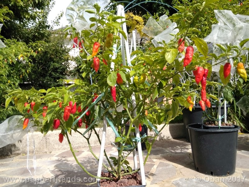 bengle-naga_001_pianta_21.jpg