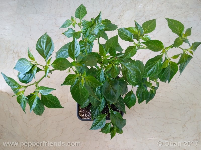 bengle-naga_001_pianta_23.jpg