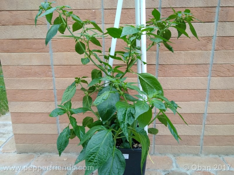 bengle-naga_001_pianta_24.jpg