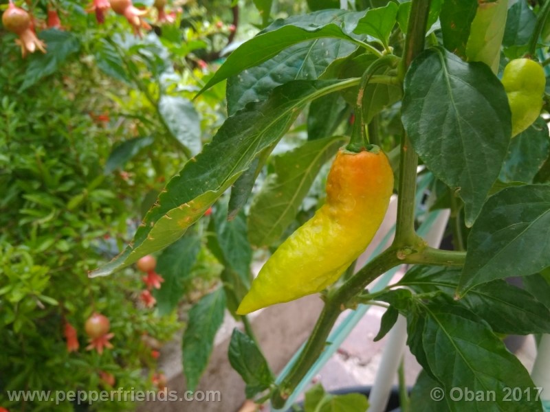 bengle-naga_001_pianta_27.jpg