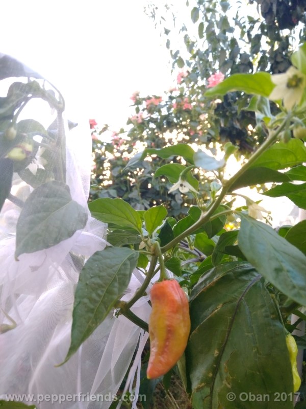 bengle-naga_001_pianta_28.jpg