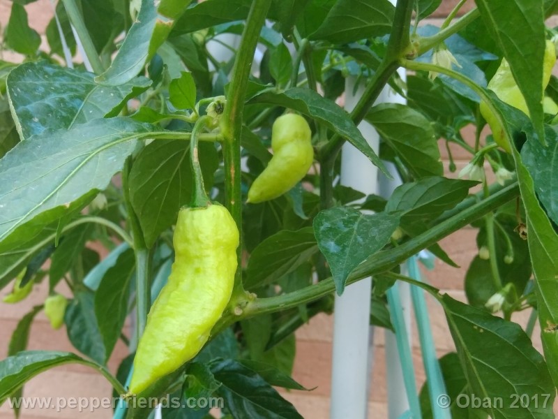 bengle-naga_001_pianta_30.jpg
