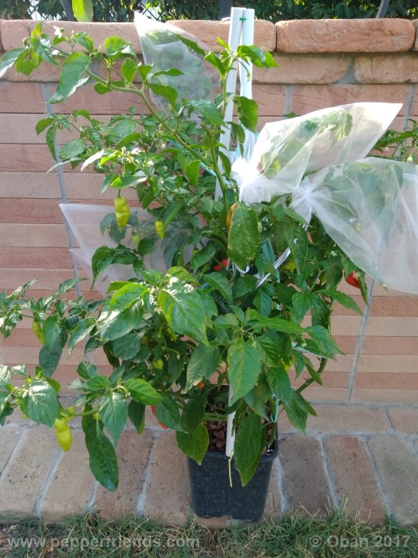 bengle-naga_001_pianta_31.jpg