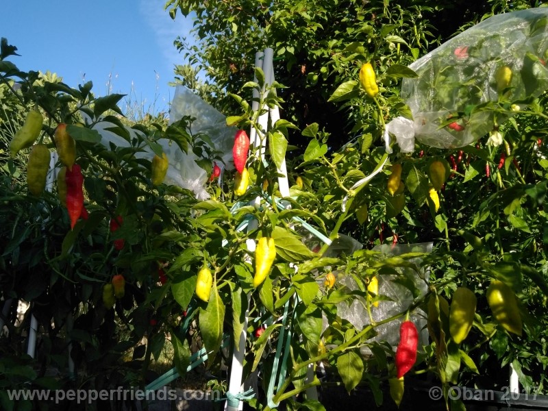 bengle-naga_001_pianta_32.jpg