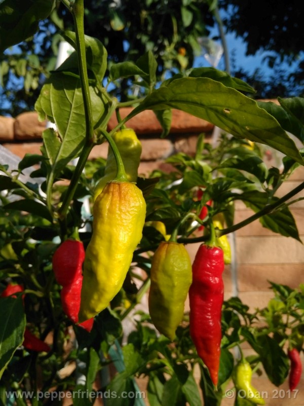 bengle-naga_001_pianta_35.jpg
