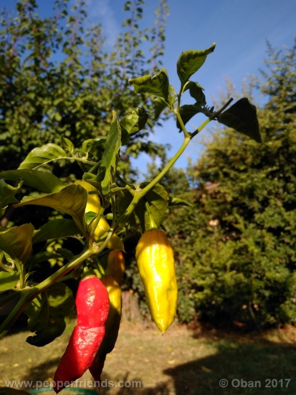 bengle-naga_001_pianta_36.jpg